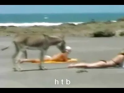 两个很棒的宝贝很饥渴，会玩很多不同的女同性恋游戏